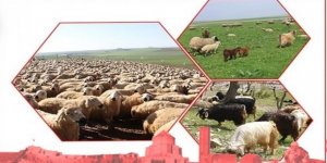 Anaç Koyun Keçi Desteklemesi müracaatları başladı