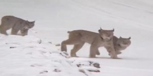 Sarıkamış'ta vaşak ailesi görüntülendi