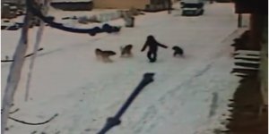Kars'ta köpek terörü yaşanıyor