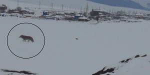 Kars’ta aç kalan kurt yerleşim alanına indi