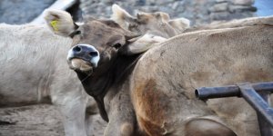 Karkas ete yapılan yüzde 10 zam memnun etmedi