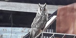 Dondurucu soğuklar yaban hayatını da etkiliyor