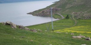 Türkiye'de yeni bir bitki türü Çıldır’da keşfedildi