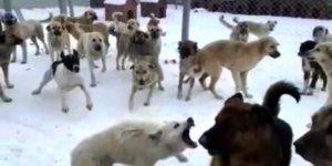 İşte Kars’ta vatandaşın klavyesinden sokak köpeği sorunu!