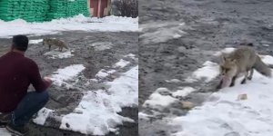 Kars’ta aç kalan tilkiyi ekmekle besledi