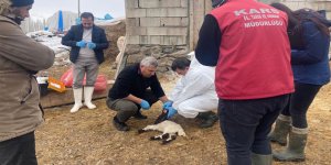 Kars’ta ani kuzu ölümleri yaşandı!