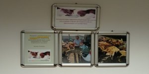Kars Devlet Hastanesi’nin yemek artıkları hayvan barınağına gidiyor