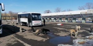Kars Otobüs Terminali'nde Kars'a gelen turistleri köpekler karşılıyor