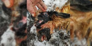 Kars'ta 6 gözlü doğan oğlak görenleri hayrete düşürdü