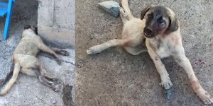 Sosyal medyadaki görüntüler valiliği harekete geçirdi