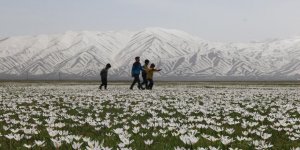 Kars’ta baharın müjdecisi kardelenler çiçek açtı