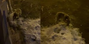 Aç kalan yavru ayı ilçe merkezine indi