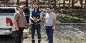 Kars’ta yaralı şahin tedavi altına alındı