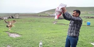 Kars’ta yaralı halde bulunan Kulaklı Baykuş tedavi altına alındı