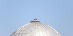 Cami kubbesindeki leylek ile yavrusu ve yumurtaları Kars’a gönderildi