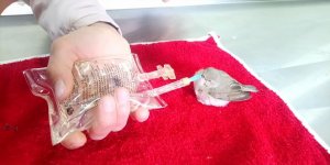 Kars’ta Ötleğen ve Balaban kuşları tedaviye alındı