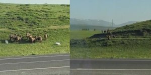 Sarıkamış’ta domuz sürüsü kameraya yansıdı
