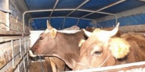 Akyaka’da hayvan hırsızlığı!