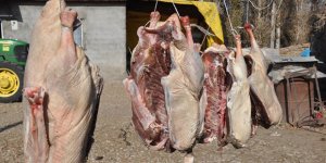 Kışın vazgeçilmez lezzeti kaz etinin sofralara yolculuğu başladı