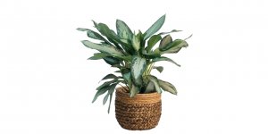 Aglaonema Modestum Çiçeği Şıklık ve Saflık Bir Arada