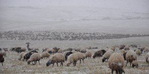Kars'ta etkili olan kar, göçerlere zor anlar yaşattı