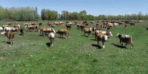 Hayvancılığa Destek Projesi Başladı