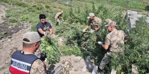 Kars'ta binlerce kök kenevir ele geçirildi
