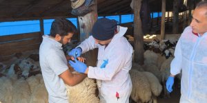 Kars'taki göllere 500 bin yavru sazan bırakıldı