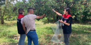Kağızman’da Elma Bahçelerinde Pestisit Denetimi Yapıldı