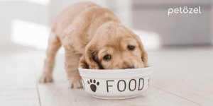 Köpek Maması Seçimi: Yavru, Yetişkin ve Kısırlaştırılmış Köpekler İçin Rehber