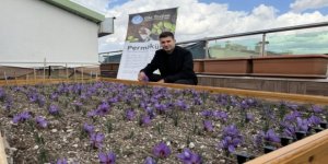 ÜLKÜ OCAKLARI GENEL MERKEZİ'NİN TERASINDA SAFRAN HASADI!