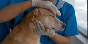 Evcil Hayvan Sağlığında Fark Yaratan Kadıköy Veteriner Deneyimi