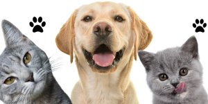 Evcil hayvan kayıt süresi 31 Aralık 2025’te sona eriyor