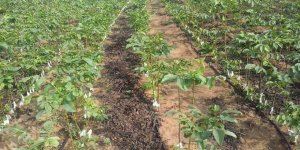 Güven Fidancılık ile Sağlam Bahçelerin Temeli Atın