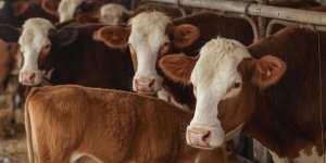 "Buz Gibi Su Sütten Keser! Kars VHO'dan Üreticiye Hayati Kış Uyarısı"