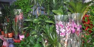 Kars’ta Çiçekçilerin 14 Şubat Mesaisi Başladı