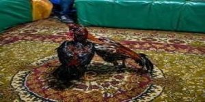 Kars’ta Horoz Dövüştüren mekana baskın: 23 Kişiye Ceza...