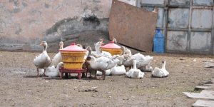 Kars'ın yerli kaz ırkını geleceğe taşımak için KAÜ ve yerel üretici el ele verdi