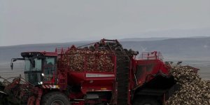 Akyaka'da çiftçiler Şeker Pancarı Hasadına başladı