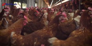Yumurta Kabuğu Kalınlığı İçin Tavuk Vitamini Gerekli mi?