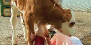 5 Ayaklı Buzağı Şaşırttı