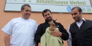 Göç yorgunu Arı şahini doğaya salındı