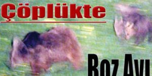 Çöplükte boz ayı