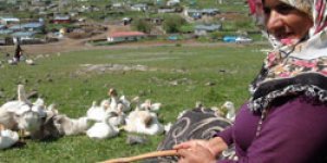 Köylü kadınların kaz çobanlığı