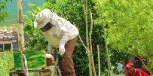 Arılar Korkulu Anlar Yaşattı