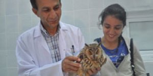 Yavru kuşlara uçmayı öğretiyorlar