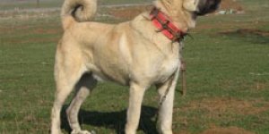 Kars’tan Sivas’a kangal yolculuğu