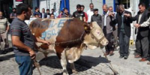 950 kiloluk boğa ilgi odağı oldu