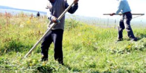 Çayır otları biçilmeye başlandı