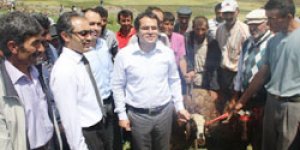 Damızlık koyunlar dağıtıldı
